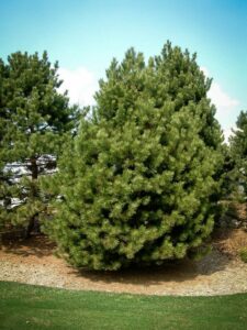 Сосна Чёрная (Pinus Nigra) купить по цене от 270.00р. в интернет-магазине «Посадика» с доставкой почтой в в Скопине и по всей России – [изображение №1].