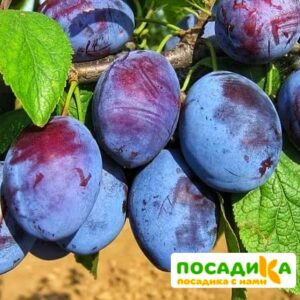 Слива Чачакская ранняя купить по цене от 229.00р. в интернет-магазине «Посадика» с доставкой почтой в в Скопине и по всей России – [изображение №1].