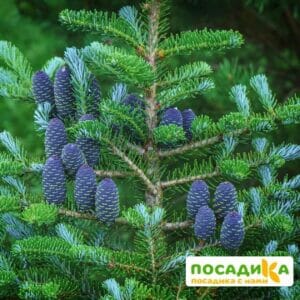 Пихта корейская (Abies koreana) купить по цене от 450.00р. в интернет-магазине «Посадика» с доставкой почтой в в Скопине и по всей России – [изображение №1].