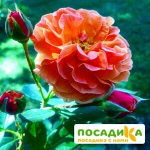 Роза Арабия купить по цене от 350.00р. в интернет-магазине «Посадика» с доставкой почтой в в Скопине и по всей России – [изображение №1].