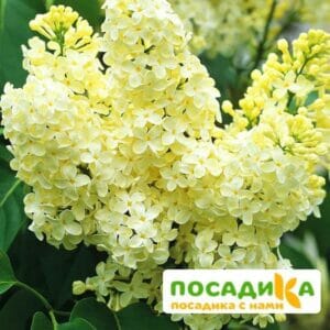 Сирень Примроуз (Primrose) купить по цене от 529.00р. в интернет-магазине «Посадика» с доставкой почтой в в Скопине и по всей России – [изображение №1].