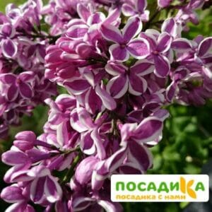 Сирень Сенсация купить по цене от 529.00р. в интернет-магазине «Посадика» с доставкой почтой в в Скопине и по всей России – [изображение №1].