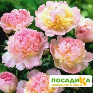 Пион Распберри Сандей (Paeonia Raspberry Sundae) купить по цене от 959р. в интернет-магазине «Посадика» с доставкой почтой в в Скопине и по всей России – [изображение №1].