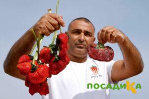 Клубника Гигант Джорнея купить по цене от 266р. в интернет-магазине «Посадика» с доставкой почтой в в Скопине и по всей России – [изображение №1].