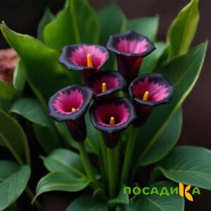 Калла Аура Лейс купить по цене от 400р. в интернет-магазине «Посадика» с доставкой почтой в в Скопине и по всей России – [изображение №1].