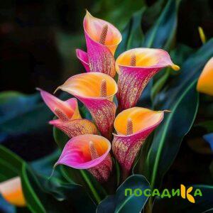 Калла Оникс купить по цене от 450р. в интернет-магазине «Посадика» с доставкой почтой в в Скопине и по всей России – [изображение №1].