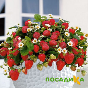 Клубника Рубиновый Шепот (горшечная) купить по цене от 240р. в интернет-магазине «Посадика» с доставкой почтой в в Скопине и по всей России – [изображение №1].