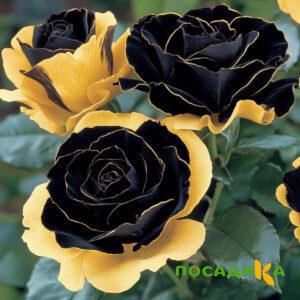 Роза Ханни Сикл купить по цене от 700р. в интернет-магазине «Посадика» с доставкой почтой в в Скопине и по всей России – [изображение №1].