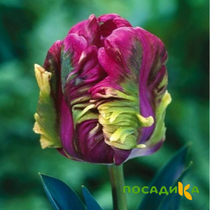 Тюльпан Экзотик Хэвен купить по цене от 186р. в интернет-магазине «Посадика» с доставкой почтой в в Скопине и по всей России – [изображение №1].