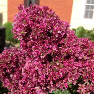 Флокс Филингс купить по цене от 329р. в интернет-магазине «Посадика» с доставкой почтой в в Скопине и по всей России – [изображение №1].