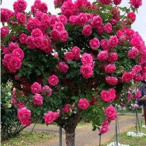 Роза Версаля купить по цене от 232р. в интернет-магазине «Посадика» с доставкой почтой в в Скопине и по всей России – [изображение №1].