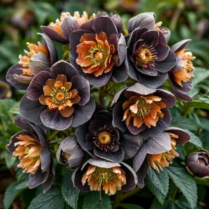 Морозник Блум Айс купить по цене от 499р. в интернет-магазине «Посадика» с доставкой почтой в в Скопине и по всей России – [изображение №1].