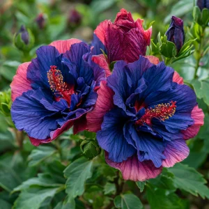 Гибискус Роуз Шайн купить по цене от 360р. в интернет-магазине «Посадика» с доставкой почтой в в Скопине и по всей России – [изображение №1].