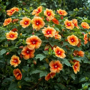 Гибискус Кристал Рэй купить по цене от 458р. в интернет-магазине «Посадика» с доставкой почтой в в Скопине и по всей России – [изображение №1].