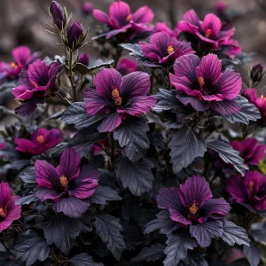 Гибискус Корал Чарм купить по цене от 271р. в интернет-магазине «Посадика» с доставкой почтой в в Скопине и по всей России – [изображение №1].