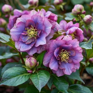 Морозник Айс Принцесс Чарм купить по цене от 650р. в интернет-магазине «Посадика» с доставкой почтой в в Скопине и по всей России – [изображение №1].