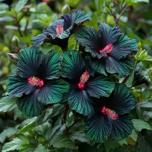 Гибискус Пикок Плюм купить по цене от 490р. в интернет-магазине «Посадика» с доставкой почтой в в Скопине и по всей России – [изображение №1].