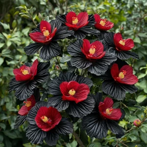 Гибискус Ройял Афеа купить по цене от 460р. в интернет-магазине «Посадика» с доставкой почтой в в Скопине и по всей России – [изображение №1].